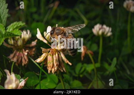 Makrofotografie einer Biene auf einer weißen Blume Stockfoto