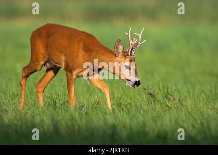 Rehe wandern auf grüner Wiese in der sommerlichen Natur. Stockfoto