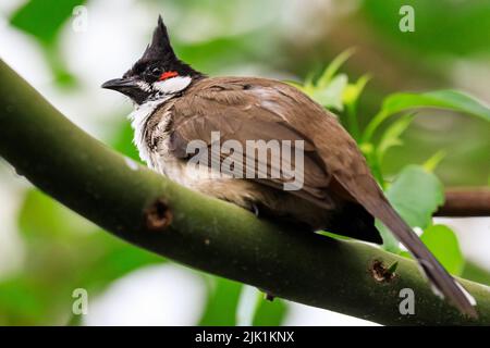 Rotflüsteriger Bulbul (Pycnonotus jocosus), oder Haubenbulbul, Singvögel, der auf einem Ast sitzt Stockfoto