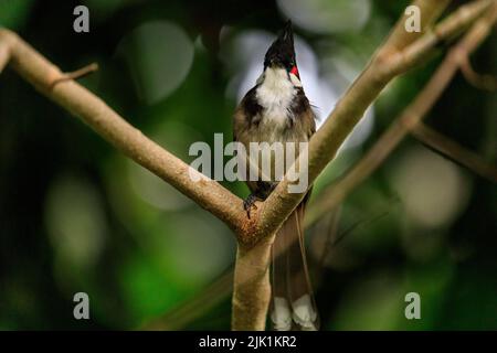 Rotflüsteriger Bulbul (Pycnonotus jocosus), oder Haubenbulbul, Singvögel, der auf einem Ast sitzt Stockfoto