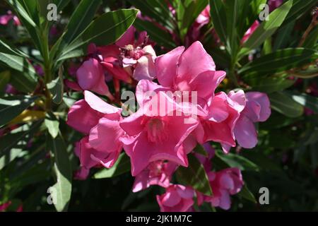 Rosa Oleanderblüten (lateinisch Nerium Oleander) , am häufigsten als Oleander oder nerium bekannt, ist ein ornamentaler Strauch. Stockfoto