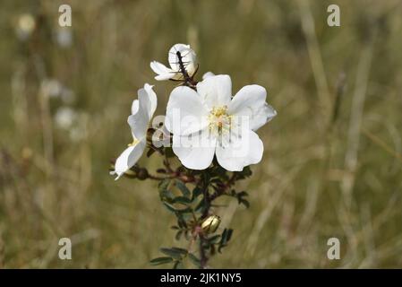 Burnett Rose (Rosa pimpinellifolia) blühender Strauch mit drei sonnenbeleuchteten Blütenköpfen, die im Juni in Großbritannien vor einem Hintergrund aus getrocknetem Gras stehen Stockfoto