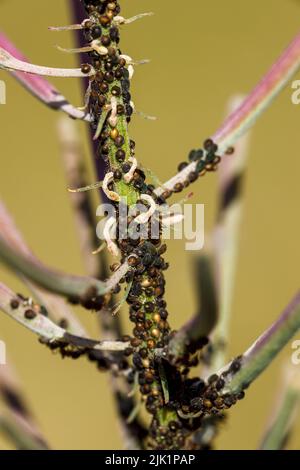 Blattlaus Schädling auf Blumen Stockfoto