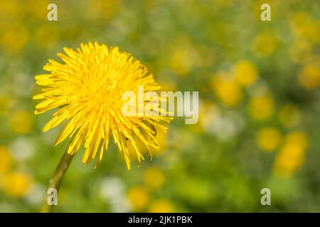 Eine Nahaufnahme des gelben Elends auf einem verschwommenen Grashintergrund. Frühlingsgrün.Selektiver Fokus.verschwommener Hintergrund. Stockfoto