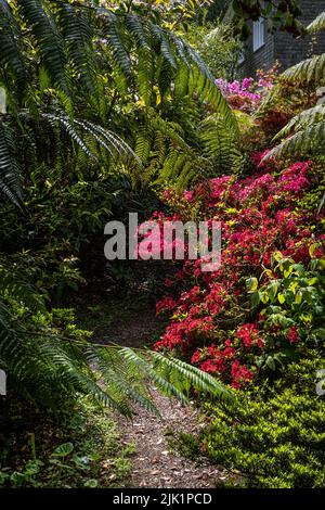 Penjerrick Gardens; Budock Water; Cornwall; Südwesten; West Country; England; Vereinigtes Königreich; Vereinigtes Königreich; Stockfoto