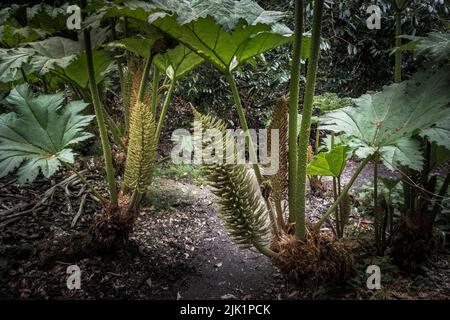 Penjerrick Gardens; Budock Water; Cornwall; Südwesten; West Country; England; Vereinigtes Königreich; Vereinigtes Königreich; Stockfoto