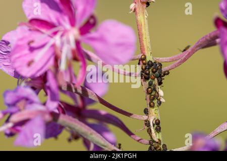 Blattlaus Schädling auf Blumen Stockfoto