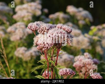 Eupatorium cannabinum, allgemein bekannt als Hanf-Agrimonie oder heiliges Seil. Es wird in der europäischen traditionellen Medizin gegen Erkältungen und als Abführmittel verwendet. Stockfoto