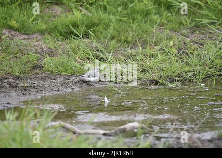 Rechtsprofiliertes Bild eines weißen Wagtails (Motacilla alba), der auf einer Muddy River Bank steht und auf das Grüne Wasser blickt, gegen eine Grüne Bank in Großbritannien Stockfoto