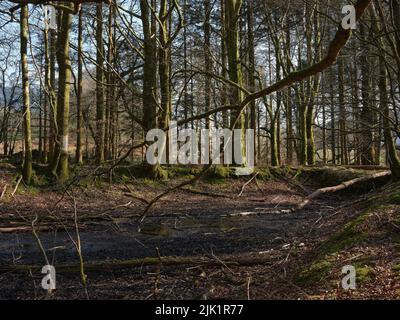 Einst zur Stromversorgung eines Gutsensägewerks verwendet, wurden die ausgetrockneten und überwucherten Überreste eines Mühlenteiches vor etwa 70 Jahren aufgegeben. Argyll und Bute. Schottland Stockfoto