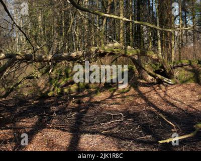 Einst zur Stromversorgung eines Gutsensägewerks verwendet, wurden die ausgetrockneten und überwucherten Überreste eines Mühlenteiches vor etwa 70 Jahren aufgegeben. Argyll und Bute. Schottland Stockfoto