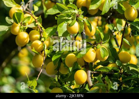 Reife Mirabelle-Pflaumen auf Baum Stockfoto