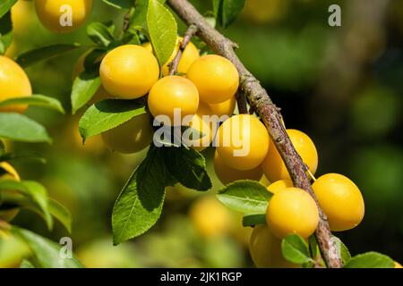 Reife Mirabelle-Pflaumen auf Baum Stockfoto