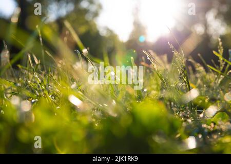 Unscharf verwischter Gräser oder Naturhintergrund. Konzept „Carbon net zero“. Gräser oder Feldfrüchte vom Boden aus. Stockfoto
