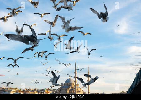 Istanbul und Möwen. Möwen und Yeni Cami oder Neue Moschee in Eminonu. Reise nach Istanbul Hintergrundbild. Stockfoto