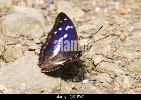 Purple Emperor Butterfly auf einem Waldweg zur Ruhe. Bergisches Land, Deutschland. Stockfoto