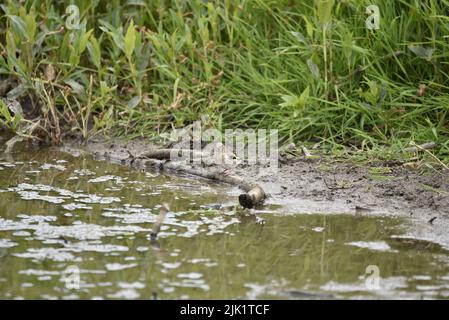 Jugendlicher Europäischer Goldfink (Carduelis carduelis), der auf einem von einem grasbewachsenen Flussufer hervorragenden Holzschlot hinter der Kamera steht, aufgenommen in Großbritannien Stockfoto