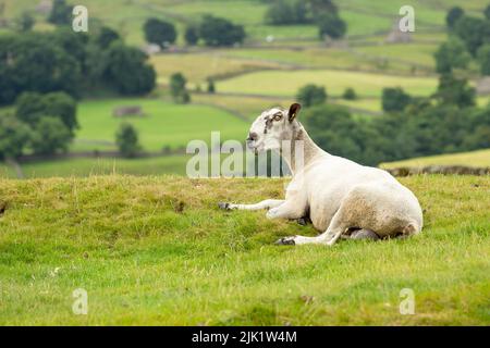 Der blau gesichtige Leicester-Widder liegt auf der Sommerwiese in den Yorkshire Dales, Großbritannien, nach links. Geschornes Fleece und erkennbare römische Nase. Hor Stockfoto