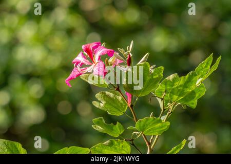 Eine rosa blühende bauhinia Blume, mit einem verschwommenen grünen Blatthintergrund Stockfoto