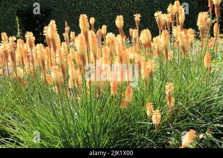 Kniphofia uvaria Stockfoto