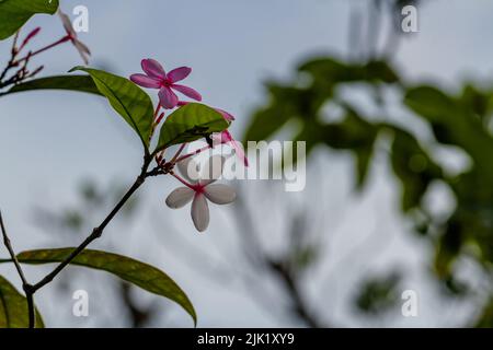 Strauch vinca Pflanze in Blüte mit fünf Blütenblättern in einer Kombination aus rosa und weißen, klaren Himmel Hintergrund Stockfoto