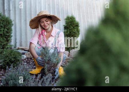 Eine junge Frau pflanzt einen Lavendelbusch in den Boden. Gartenkonzept - Floristen Pflanzen Blumen im Sommergarten. Stockfoto