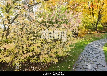 Steinpfadfertiger im Herbstpark. Gelbe Bäume, Sträucher und Sträucher. Stein gewundenen Pfad auf Gras, fallen Hintergrund. Gartenarbeit und Zierpflanzen Stockfoto