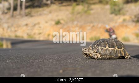 An einem sonnigen Tag überquert eine kleine Landschildkröte die Straße. Stockfoto