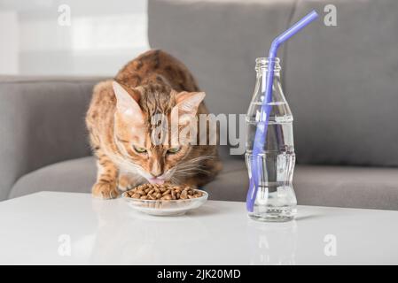 Bengalkatze isst Trockenfutter auf einem Couchtisch im Wohnzimmer. Stockfoto