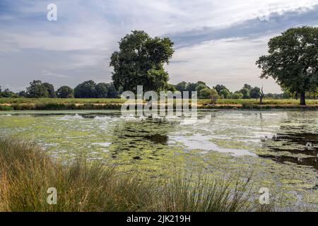 Teich von invasiven Algen übernommen Stockfoto