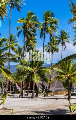 A-Frame Canoe Halau auf dem königlichen Gelände unter Palmen im Pu'uhonua o Honaunau National Historic Park in Captain Cook, Hawaii, an einem sonnigen Tag. Stockfoto