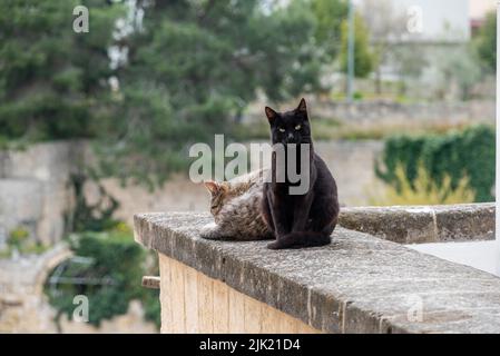 Zwei Katzen liegen faul auf einem Balkon in Gravina, Süditalien Stockfoto