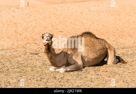 Das nahöstliche Kamel ruht auf dem Sand in der Wüste Wahiba Sands im Oman. Stockfoto