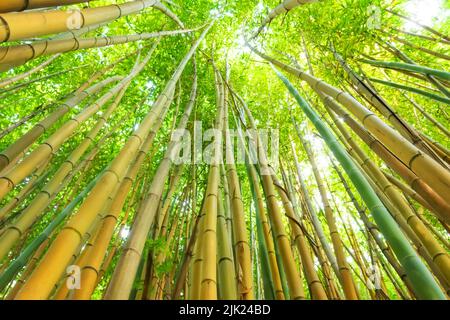 Bambus grünen Wald und Dickicht mit dem hellen Licht der Sonne, Blick auf die Spitze, Öko-Textur Stockfoto