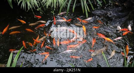 Koi Karp in einem Teich, beschäftigt während der Fütterungszeit, viele Fische Stockfoto