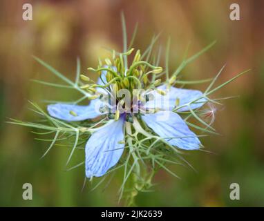 Nigella damascena Frühsommer blühende Pflanze mit verschiedenen Schattierungen von leuchtend blauen Blüten auf kleinen grünen Strauch, Ziergarten Stockfoto