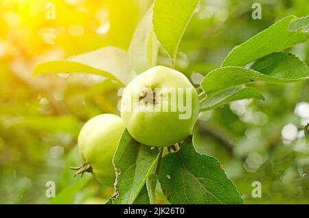 Bei Sonnenuntergang hängen zwei grüne Äpfel im Garten. Stockfoto