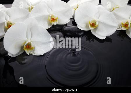 Weiße Orchidee und schwarze Steine im Wasser Stockfoto