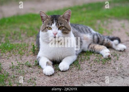 Gefleckte Katze liegt auf grünem Gras und Schutt. Stockfoto
