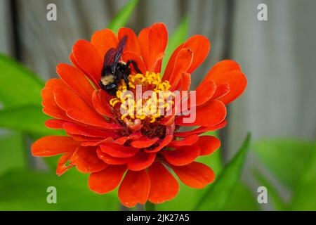 Selektiver Fokus auf eine Bumble Biene, die Pollen und Nektar aus einer roten Zinnia-Blume sammelt Stockfoto