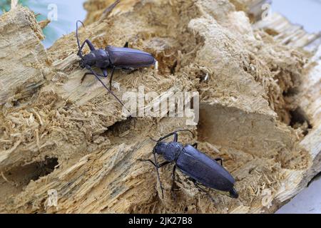 Zimmermann longhorn, langgehörnter Käfer (Ergates faber) weiblich und männlich auf Totholzkiefernstumpf, in dem sich die Larven entwickelten. Stockfoto