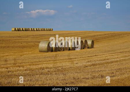 Reihe von runden Strohballen in einer Reihe in einem Weizenfeld während der Ernte unter einem blauen Himmel Stockfoto