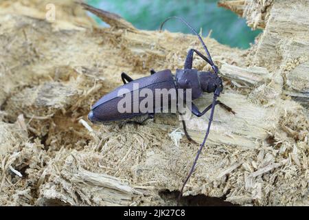 Zimmermann Langhorn, Langhornkäfer (Ergates faber), Männchen auf Totholz-Kiefernstumpf, in dem sich die Larven entwickelten. Stockfoto