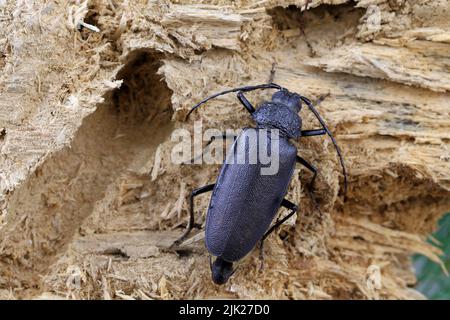 Zimmermann Langhorn, Langhornkäfer (Ergates faber), Weibchen auf Totholzkiefernstumpf, in dem sich die Larven entwickelten. Stockfoto