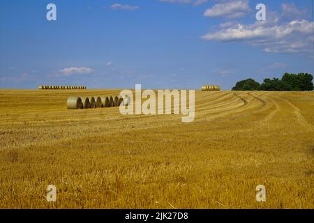 Reihe von runden Strohballen in einer Reihe in einem Weizenfeld nach der Ernte unter einem blauen Himmel Stockfoto