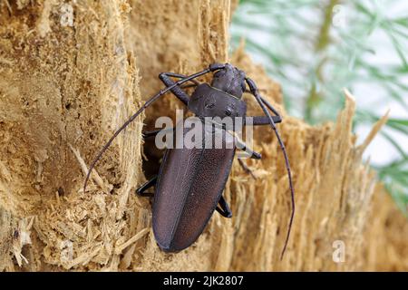 Zimmermann Langhorn, Langhornkäfer (Ergates faber), Männchen auf Totholz-Kiefernstumpf, in dem sich die Larven entwickelten. Stockfoto