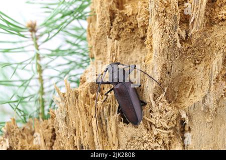 Zimmermann Langhorn, Langhornkäfer (Ergates faber), Männchen auf Totholz-Kiefernstumpf, in dem sich die Larven entwickelten. Stockfoto