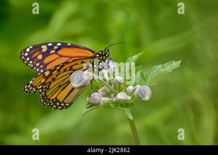 Monarch-Schmetterling auf Blütenknospe Stockfoto