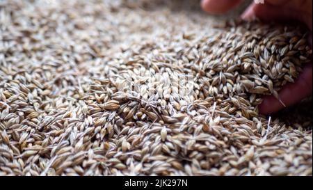 Mann, der Malzkörner in den Händen hält. Stockfoto