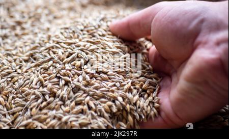 Mann, der Malzkörner in den Händen hält. Stockfoto